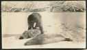 Image of Seals (2) the kill